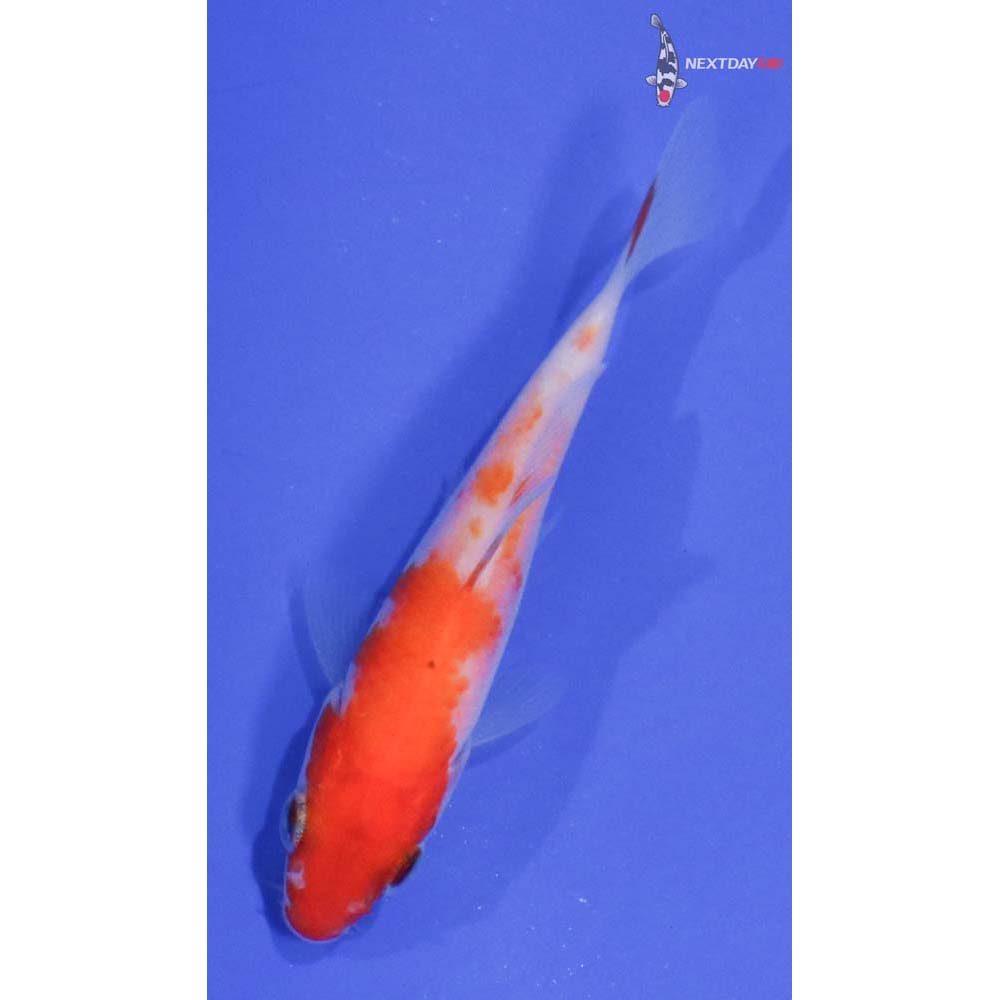 3” Imported Kohaku