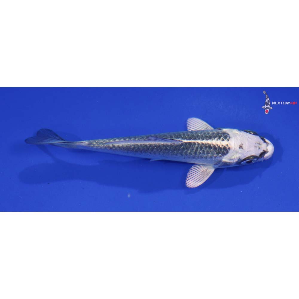 3.5” Imported Gin Matsuba