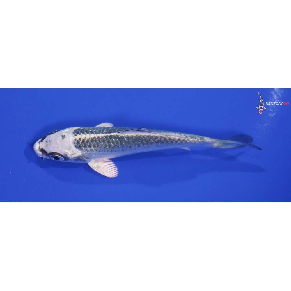3.5” Imported Gin Matsuba