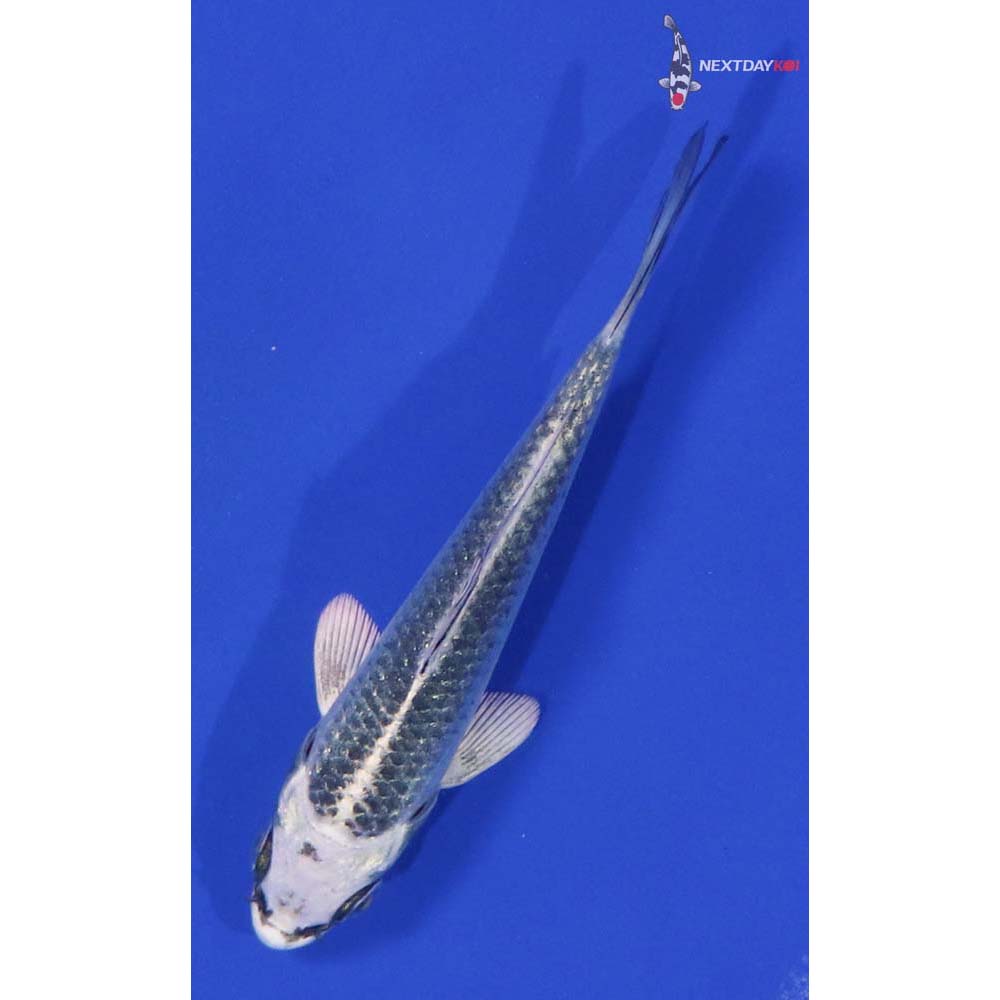 3.5” Imported Gin Matsuba