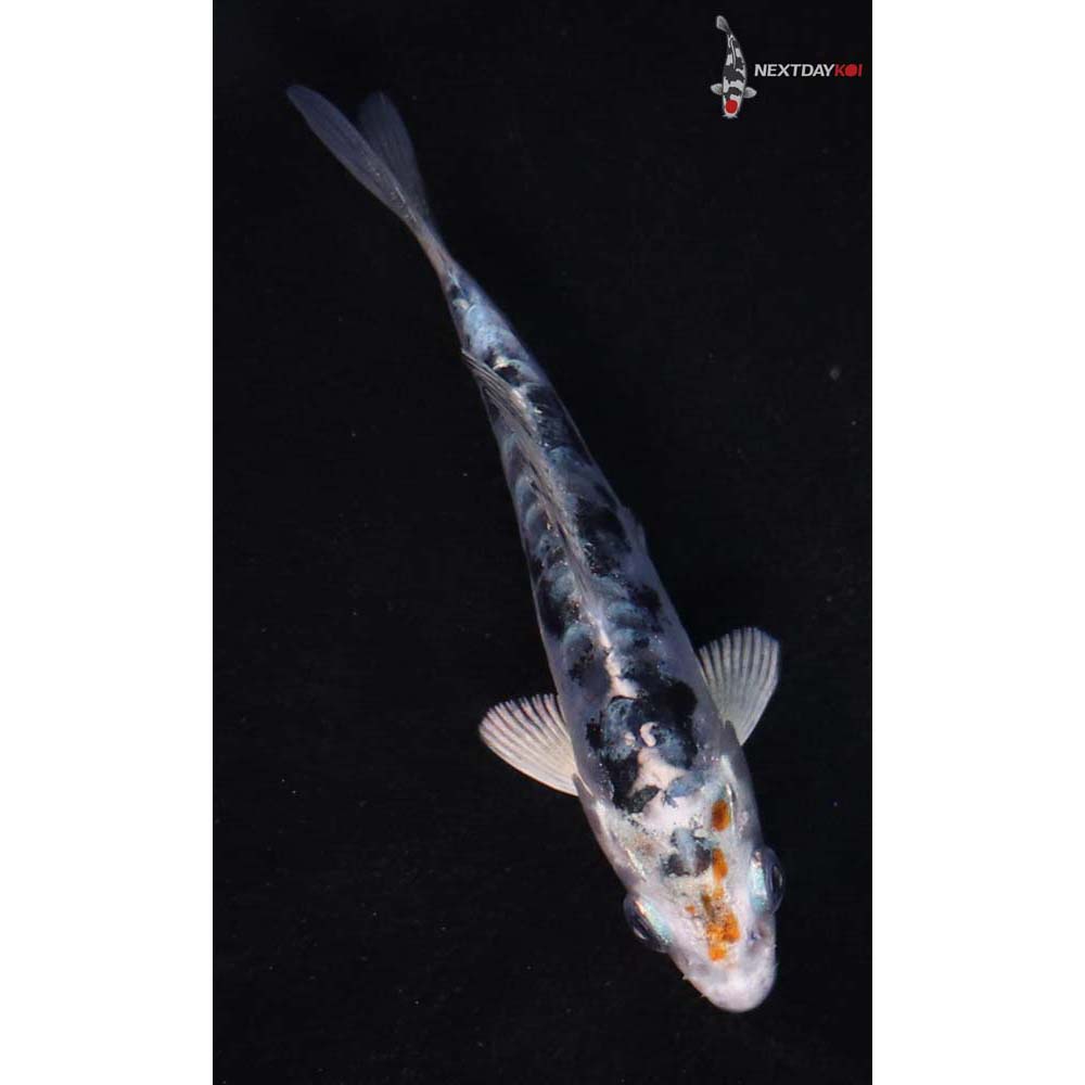 3.5” Imported Heisei Nishiki