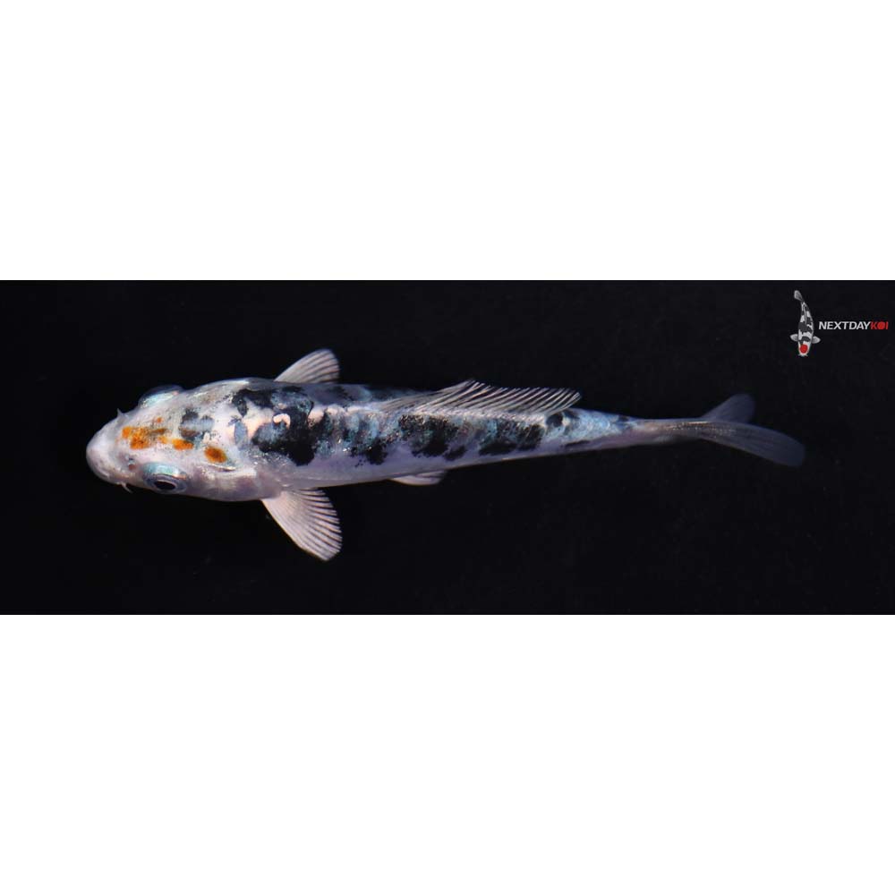 3.5” Imported Heisei Nishiki
