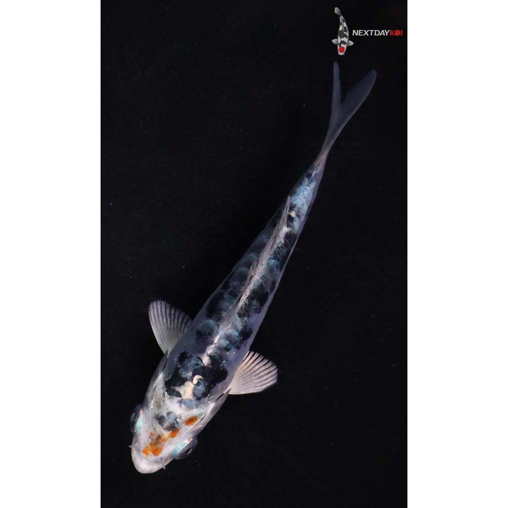 3.5” Imported Heisei Nishiki
