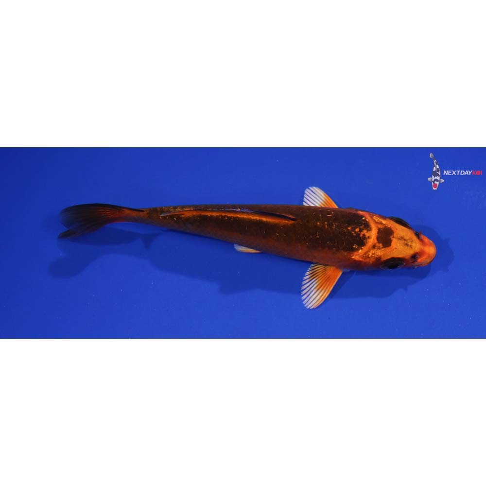 4” Imported Orenji Matsuba