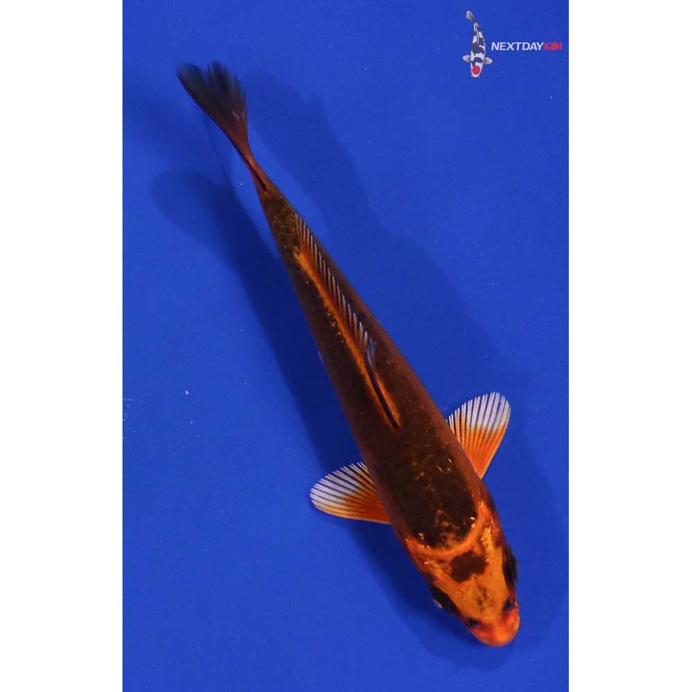 4” Imported Orenji Matsuba