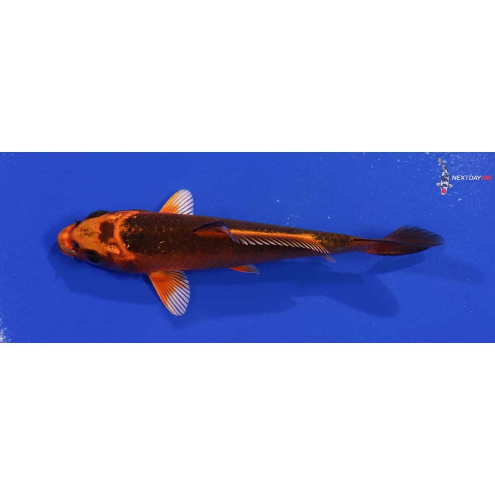 4” Imported Orenji Matsuba