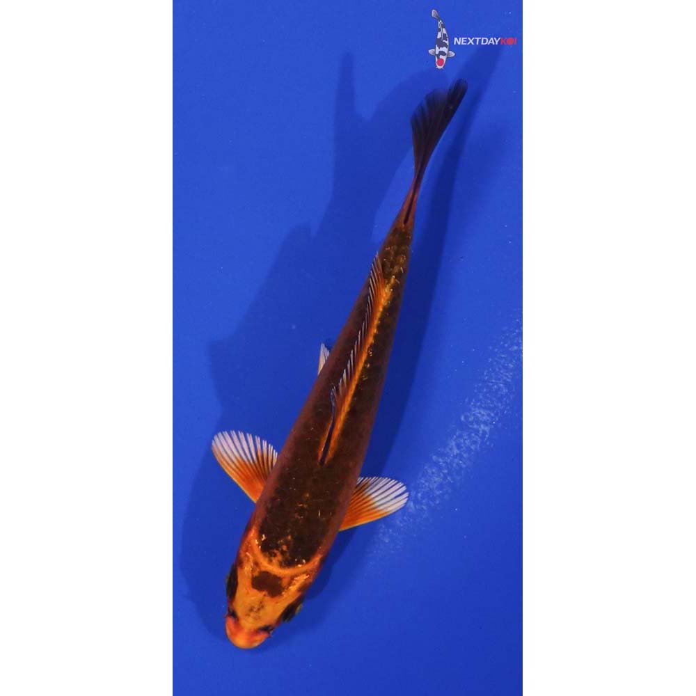 4” Imported Orenji Matsuba
