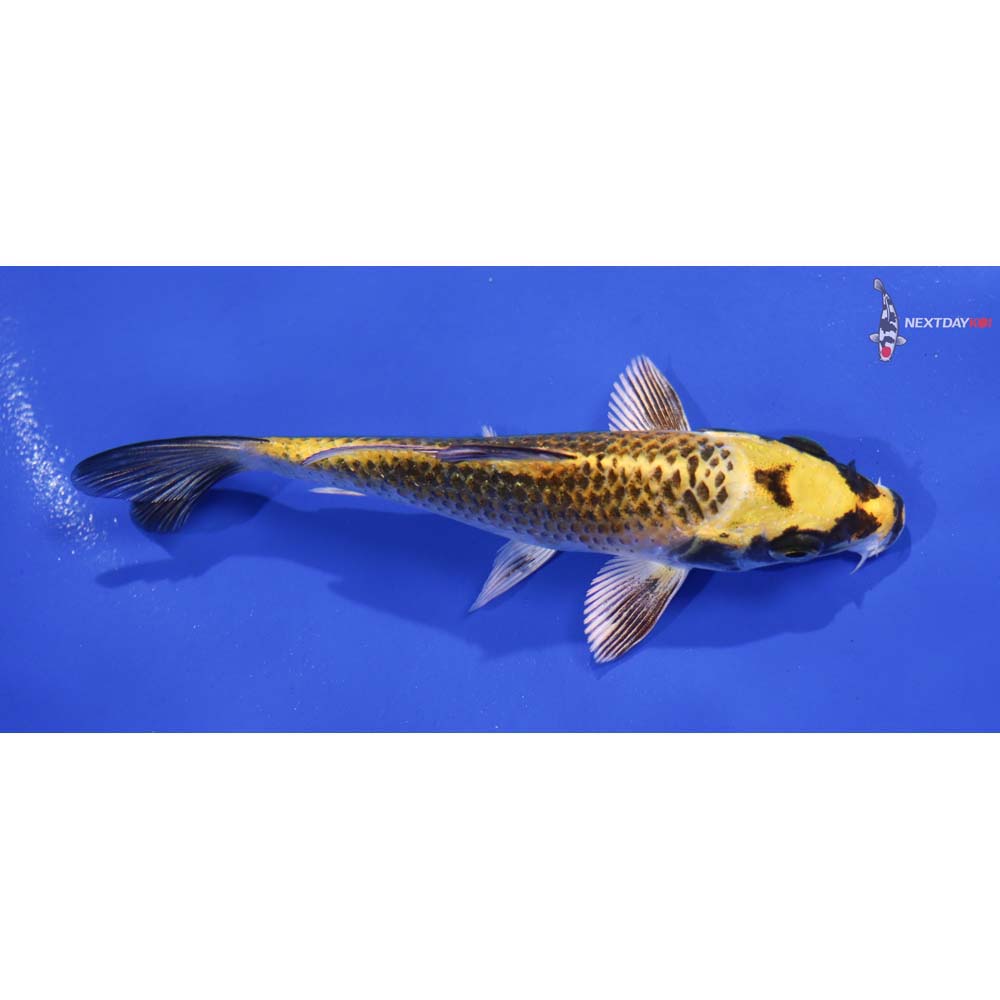 4.5” Imported Kujaku
