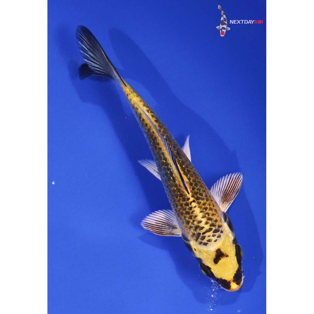 4.5” Imported Kujaku
