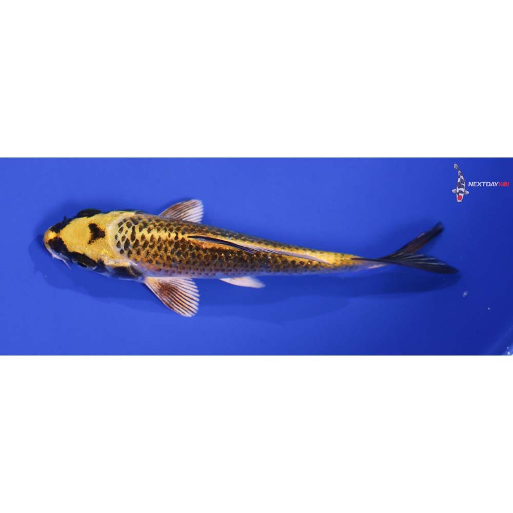 4.5” Imported Kujaku