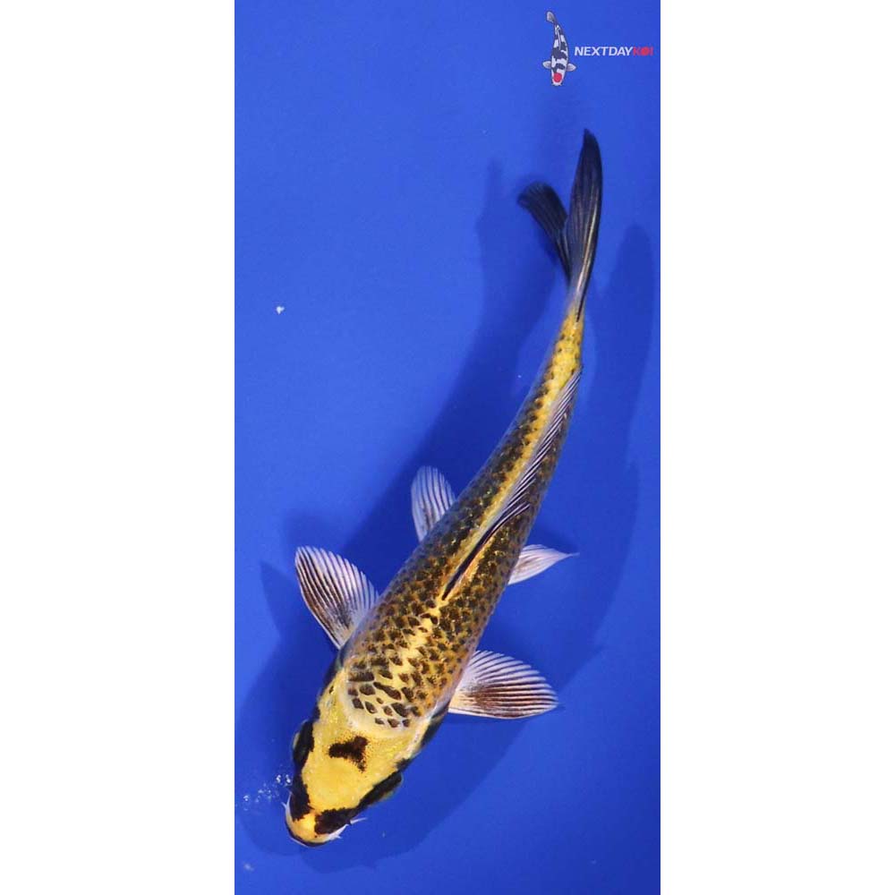 4.5” Imported Kujaku