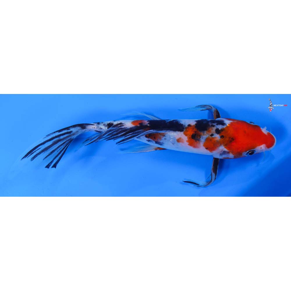 8” Imported Sanke Butterfly Koi