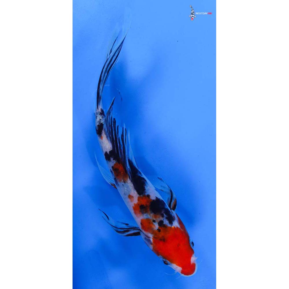 8” Imported Sanke Butterfly Koi