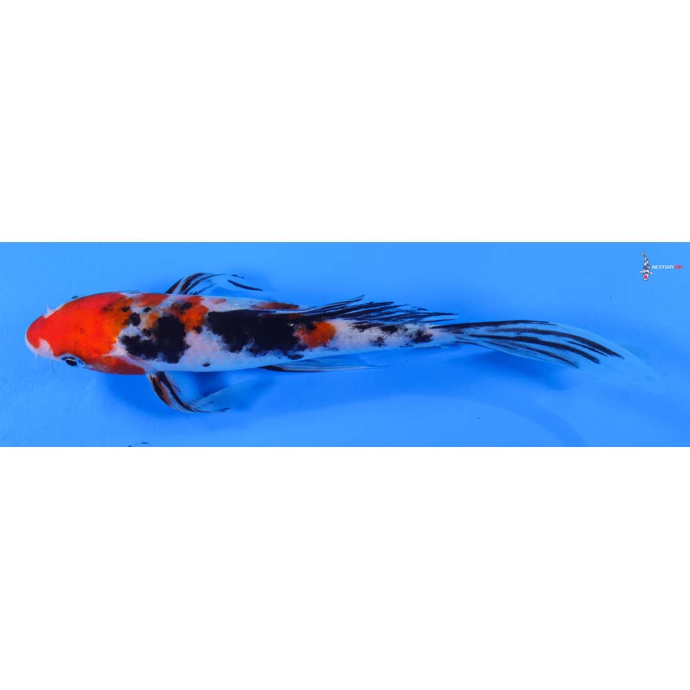 8” Imported Sanke Butterfly Koi