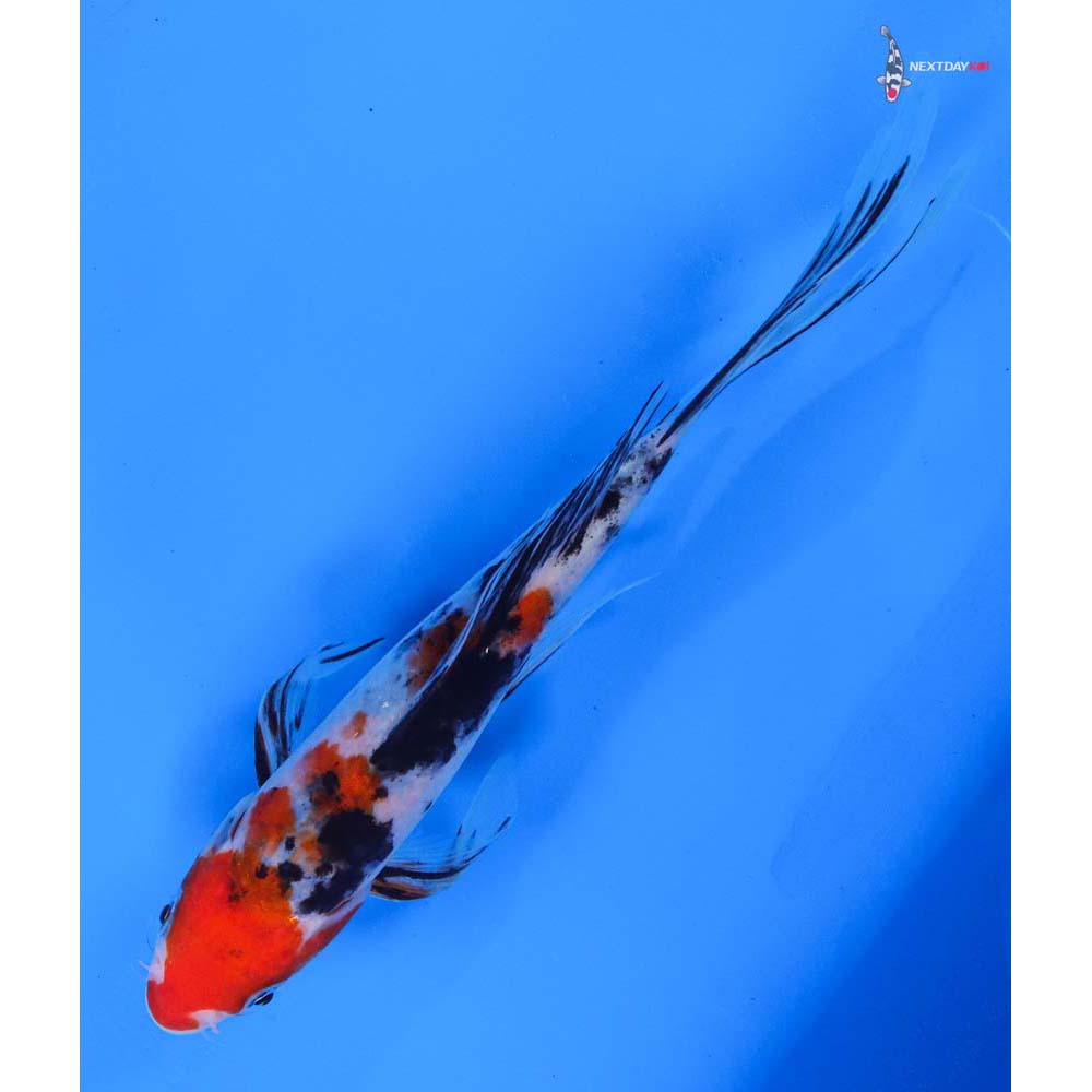 8” Imported Sanke Butterfly Koi
