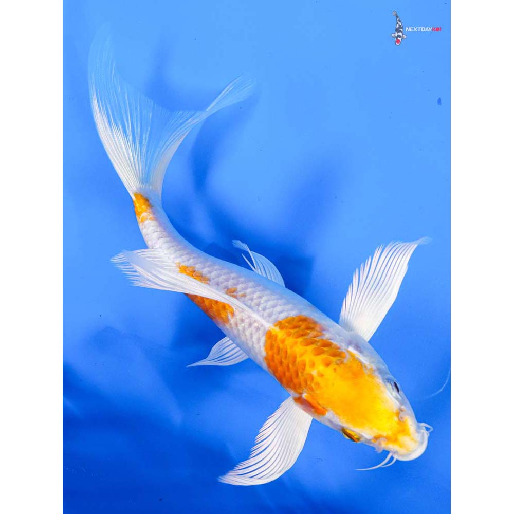 7” Imported Hariwake Butterfly Koi