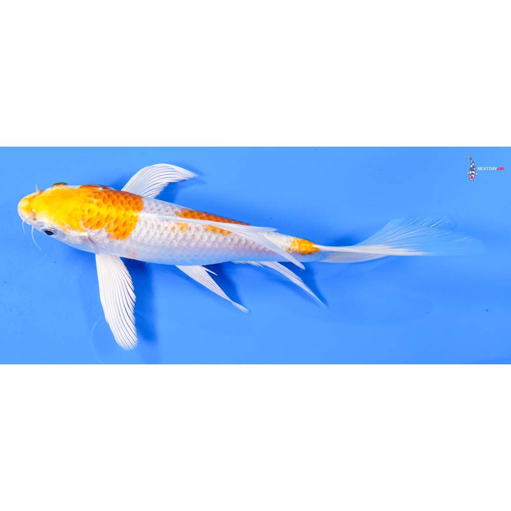7” Imported Hariwake Butterfly Koi