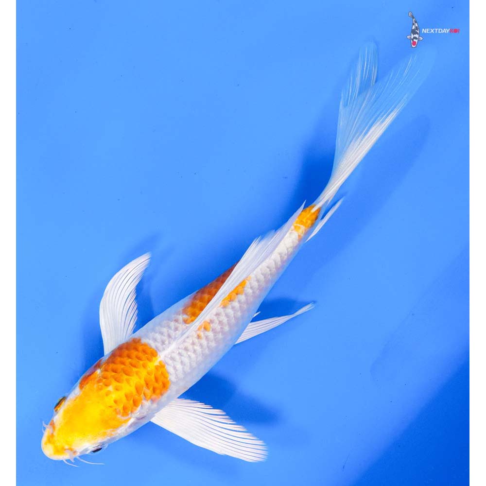 7” Imported Hariwake Butterfly Koi