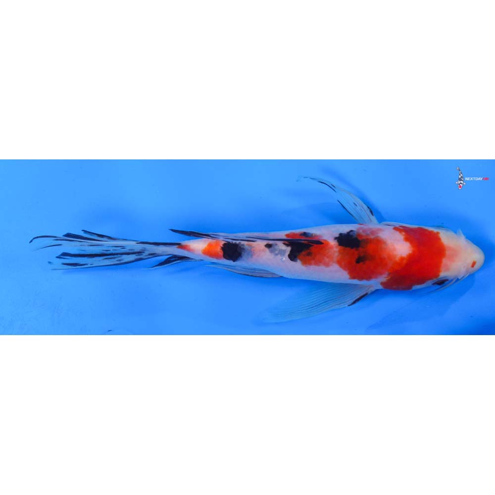 7.5” Imported Sanke Butterfly Koi