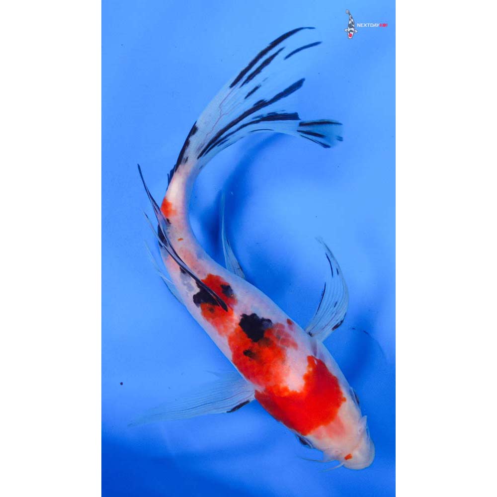 7.5” Imported Sanke Butterfly Koi