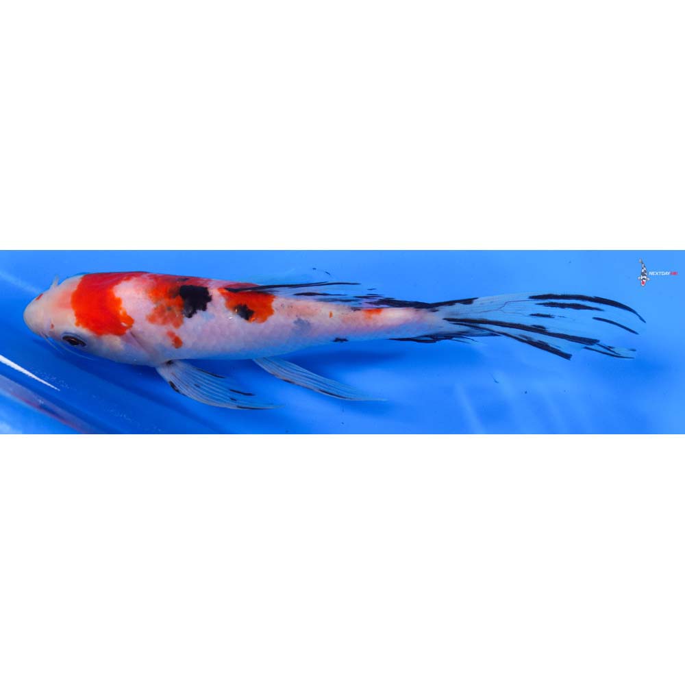 7.5” Imported Sanke Butterfly Koi