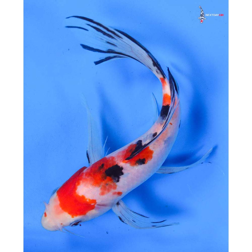 7.5” Imported Sanke Butterfly Koi