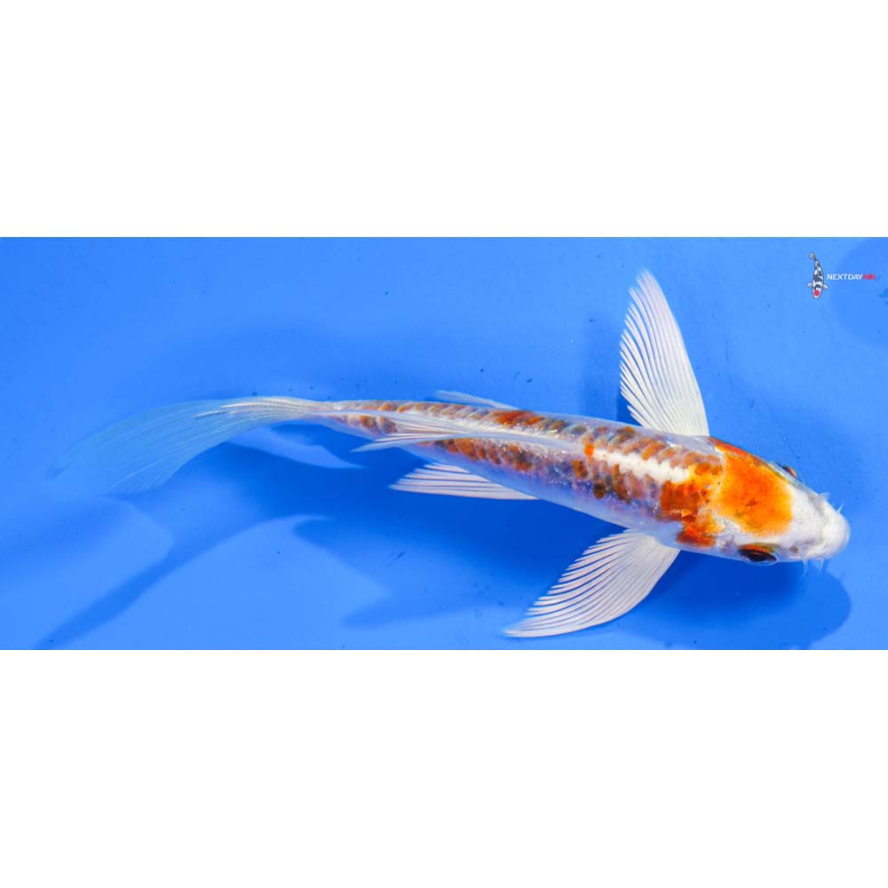 5” Imported Kikusui Butterfly Koi
