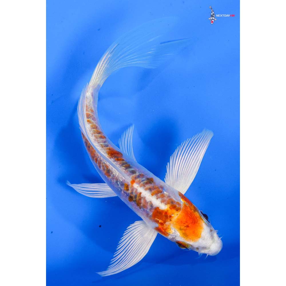 5” Imported Kikusui Butterfly Koi