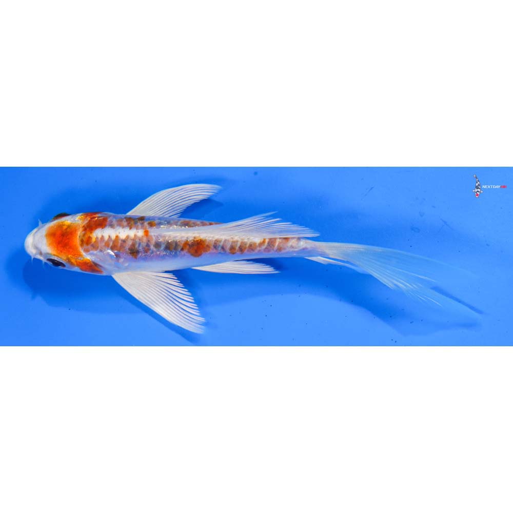 5” Imported Kikusui Butterfly Koi