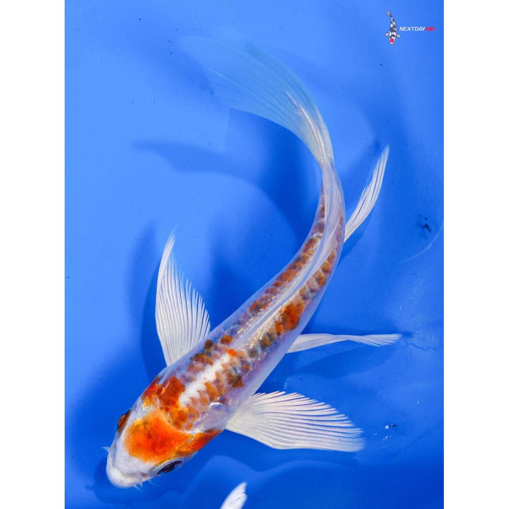 5” Imported Kikusui Butterfly Koi