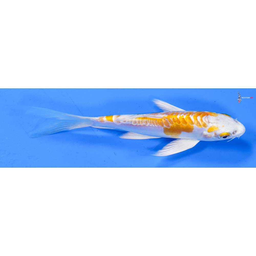 5” Imported Kikusui Butterfly Koi