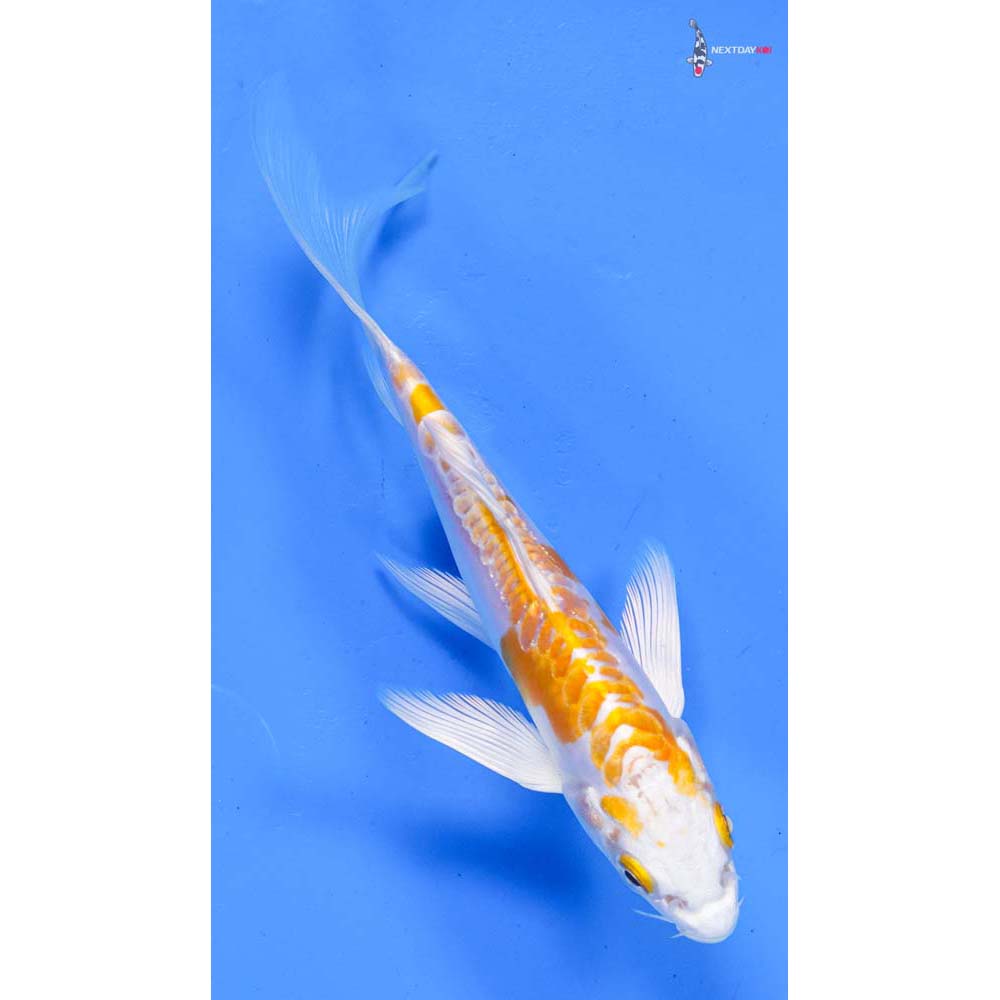 5” Imported Kikusui Butterfly Koi