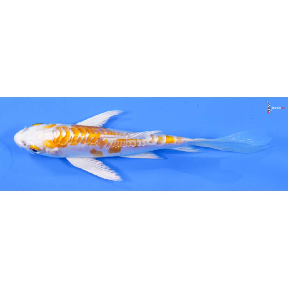 5” Imported Kikusui Butterfly Koi