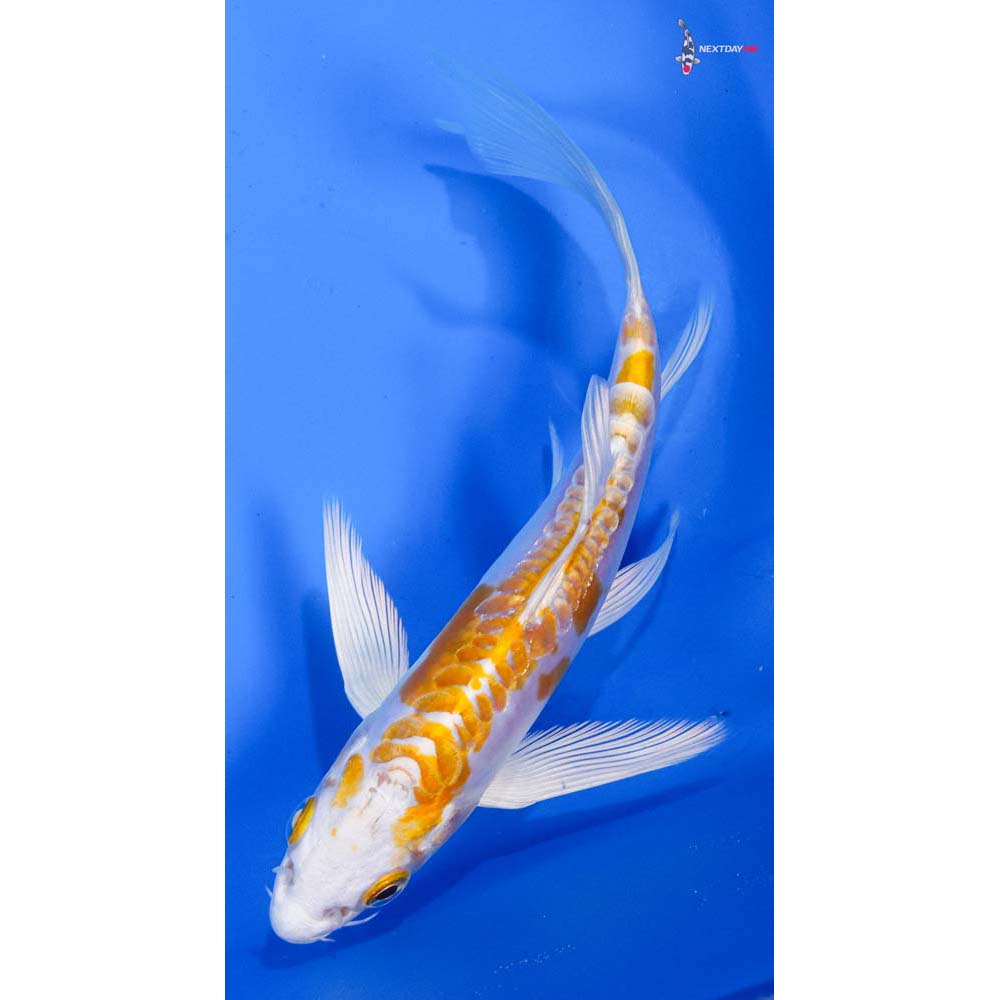 5” Imported Kikusui Butterfly Koi