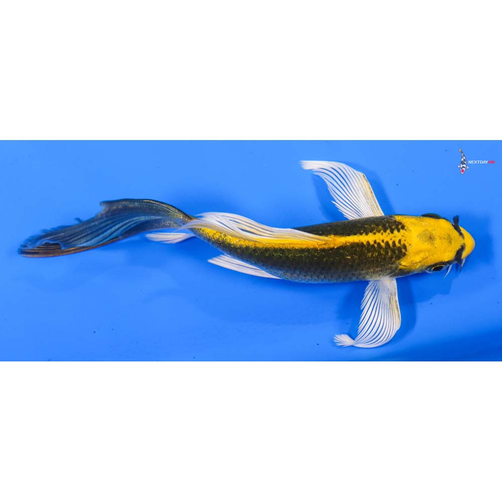5.5” Imported Ki Matsuba Butterfly Koi