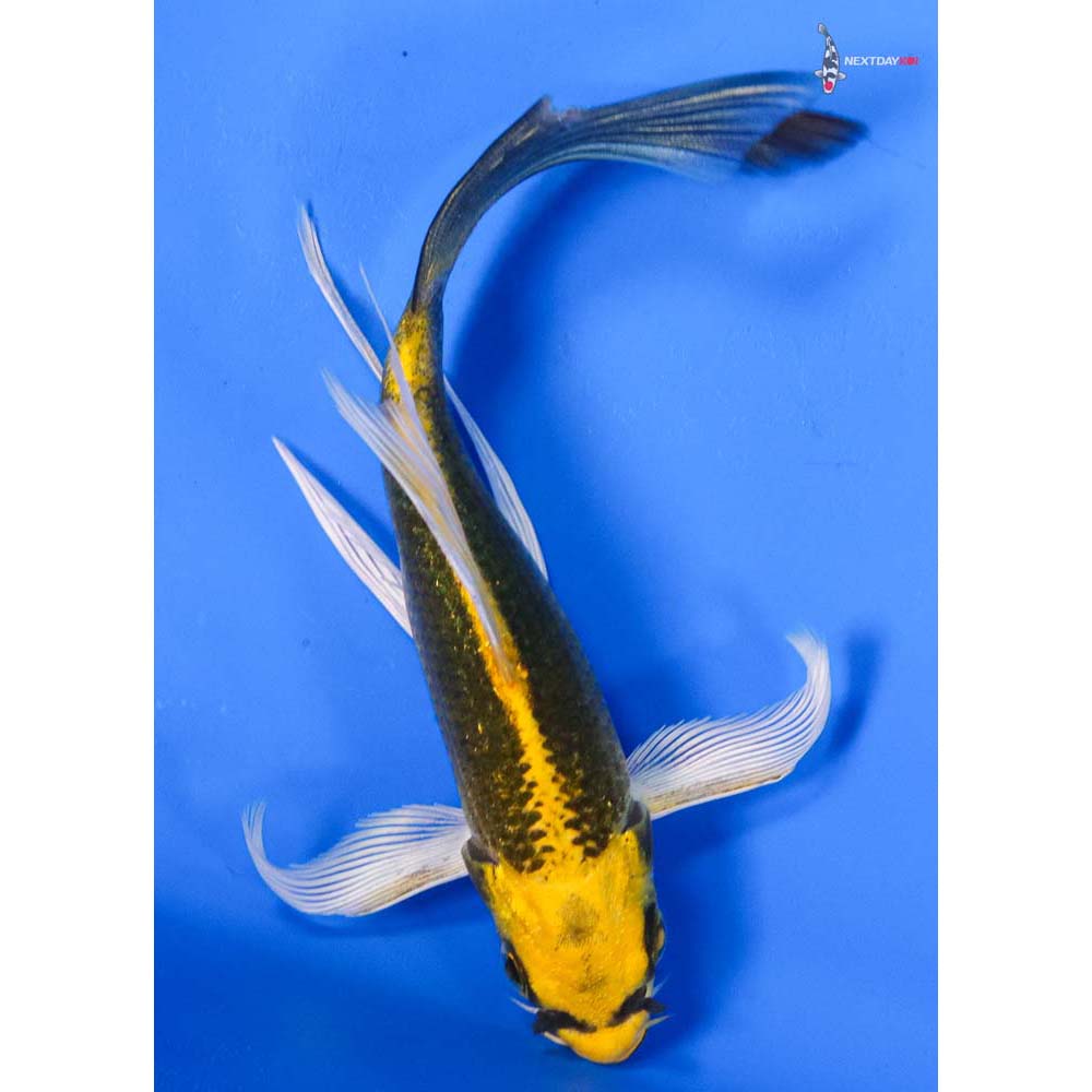5.5” Imported Ki Matsuba Butterfly Koi