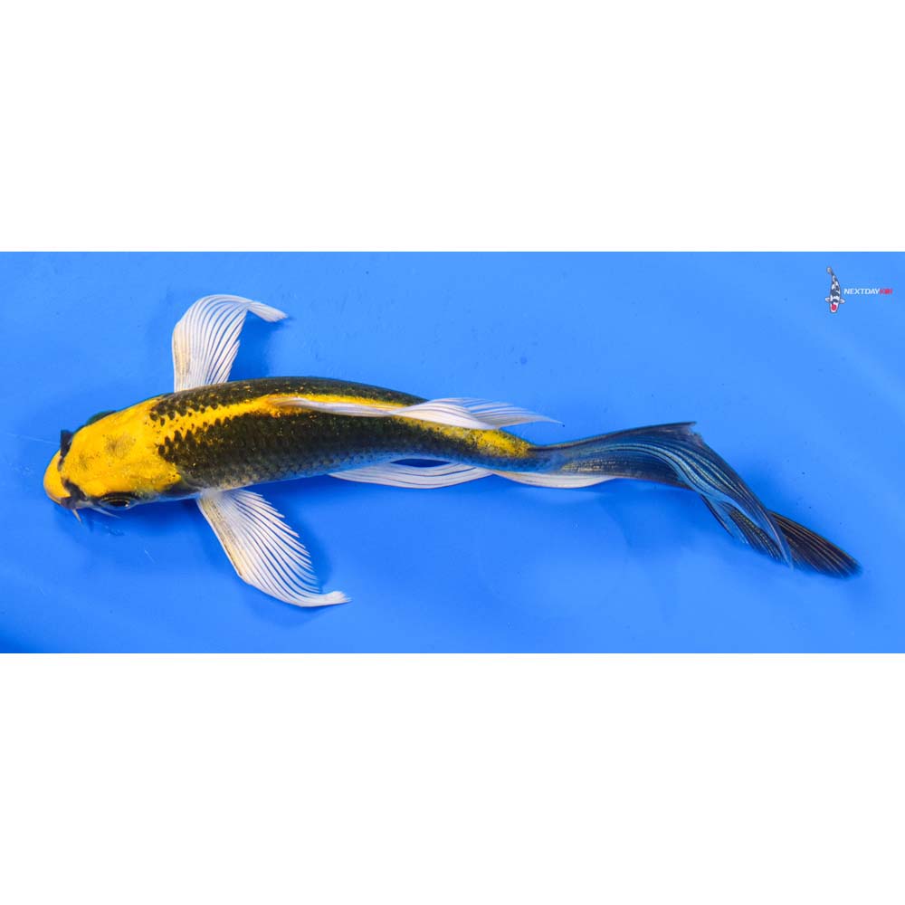 5.5” Imported Ki Matsuba Butterfly Koi
