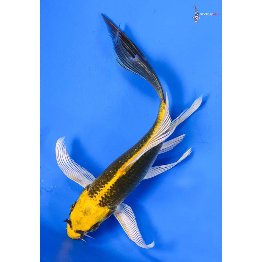 5.5” Imported Ki Matsuba Butterfly Koi