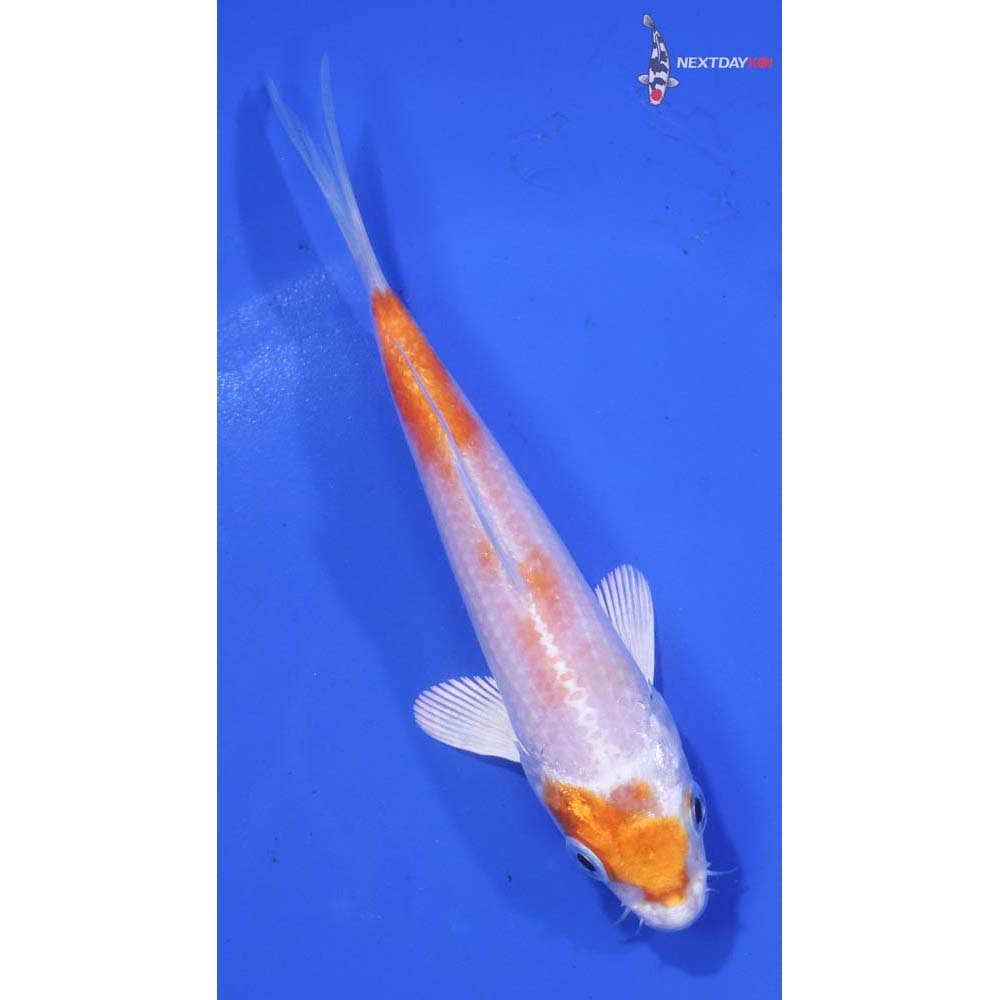 5” Imported Hariwake