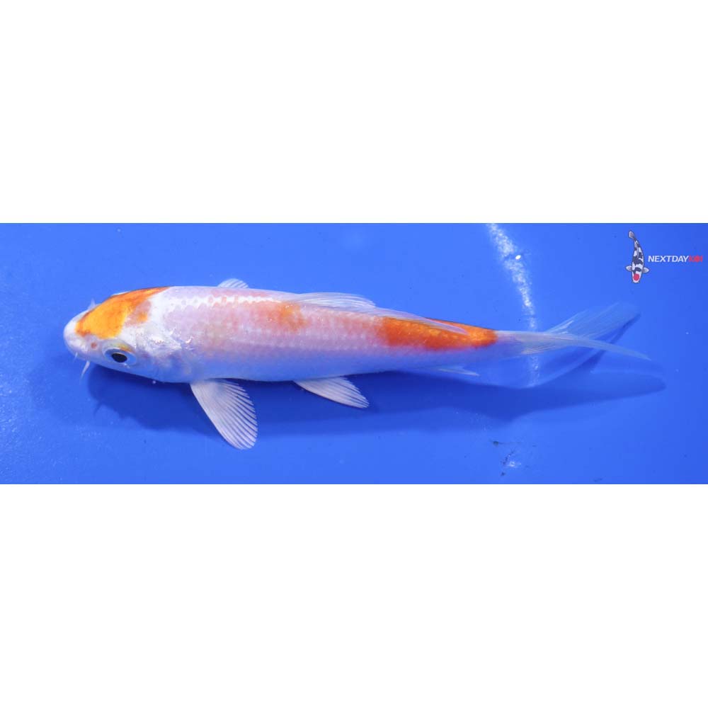 5” Imported Hariwake
