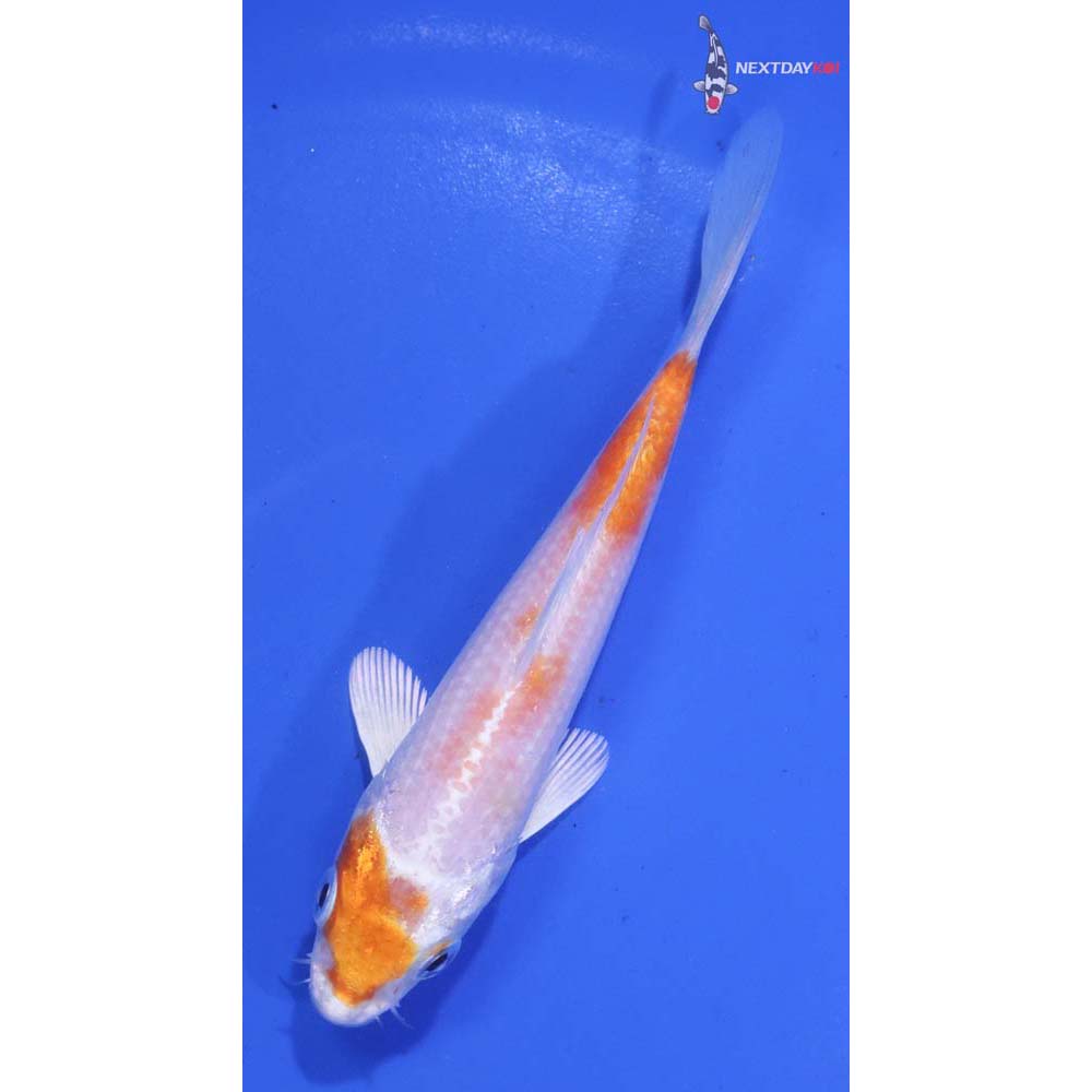 5” Imported Hariwake