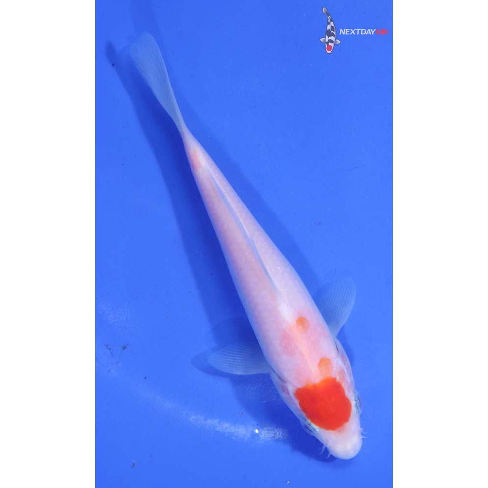 5” Imported Kohaku