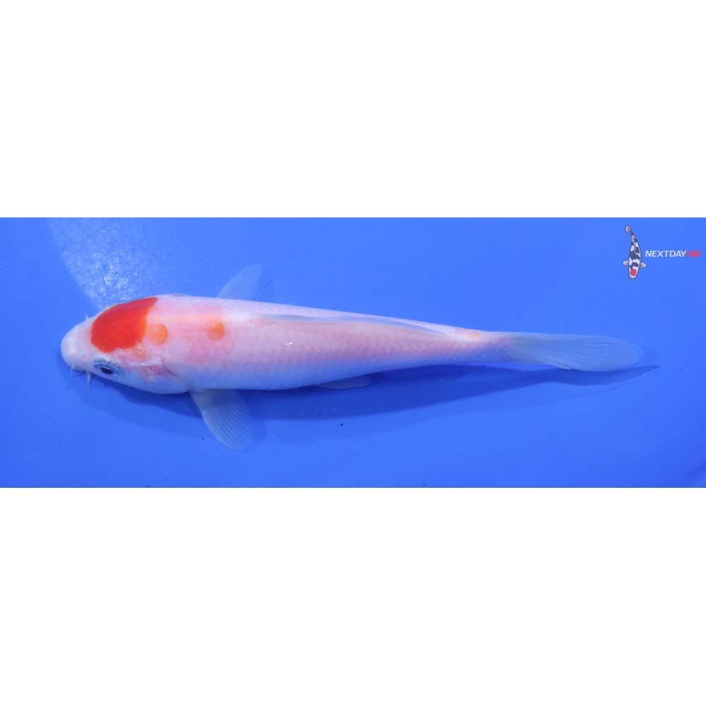 5” Imported Kohaku