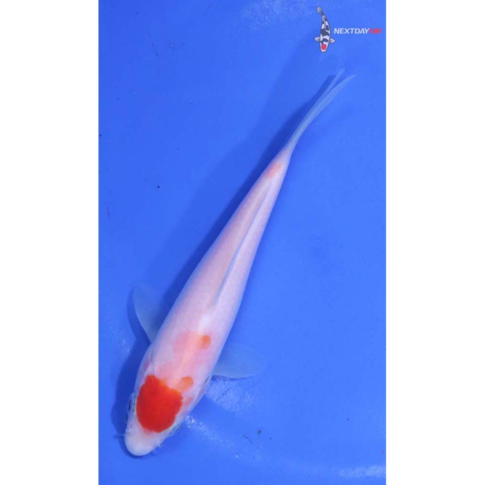 5” Imported Kohaku