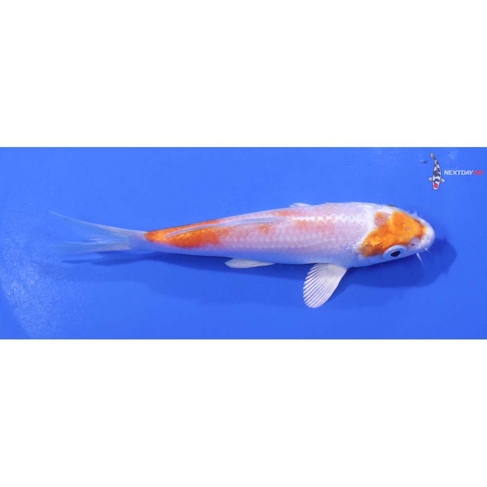 5” Imported Hariwake