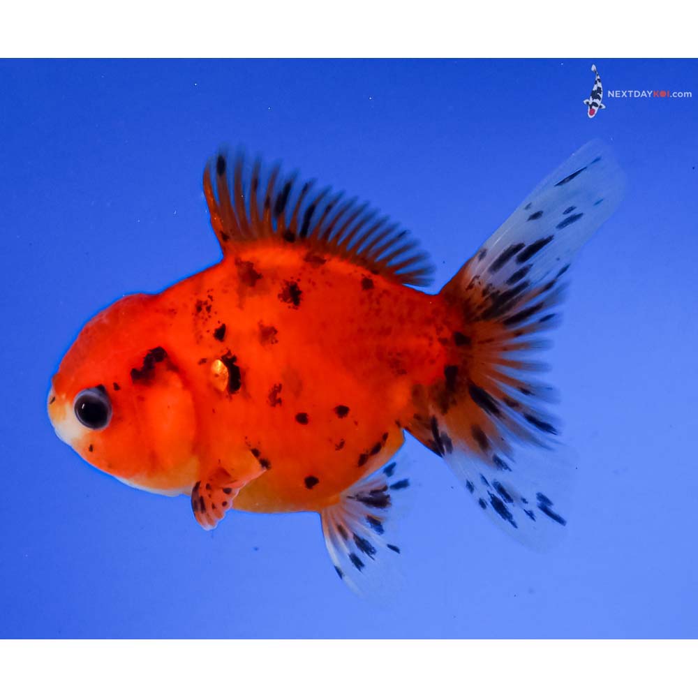 3.5” Imported Calico Oranda