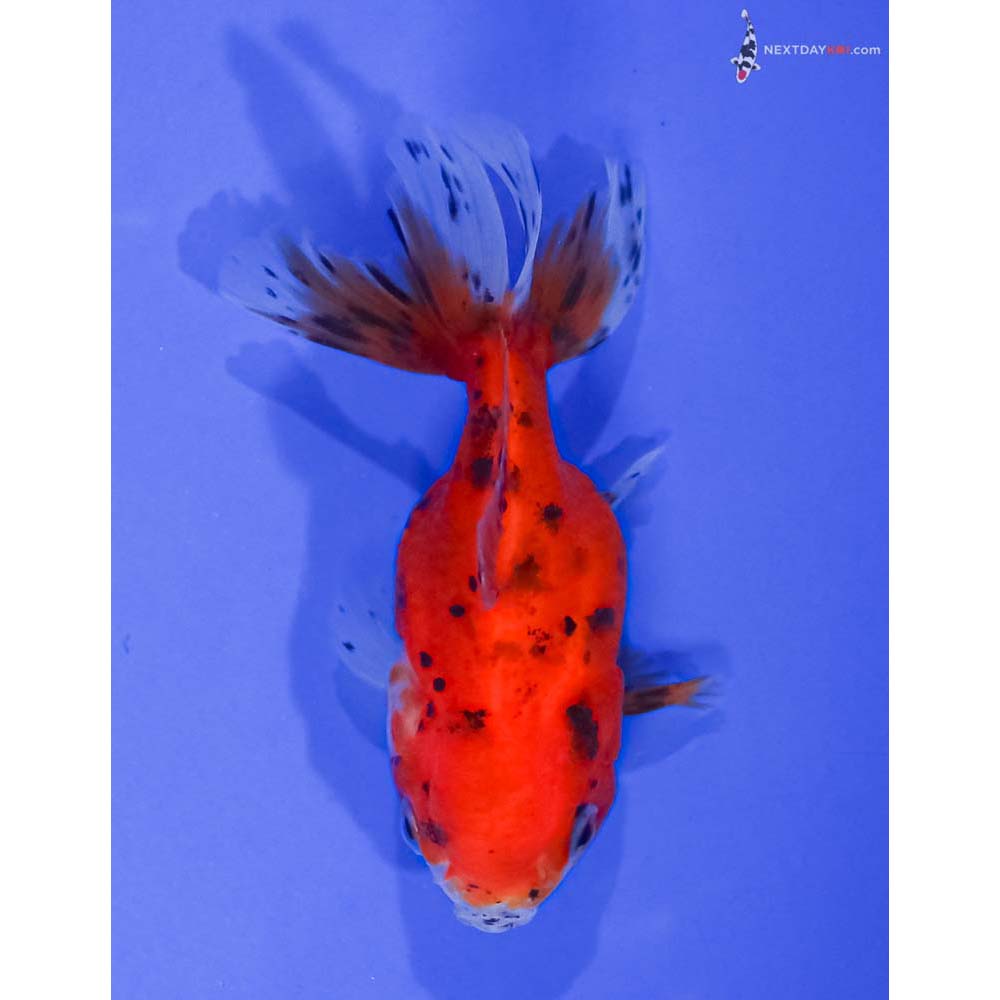 3.5” Imported Calico Oranda