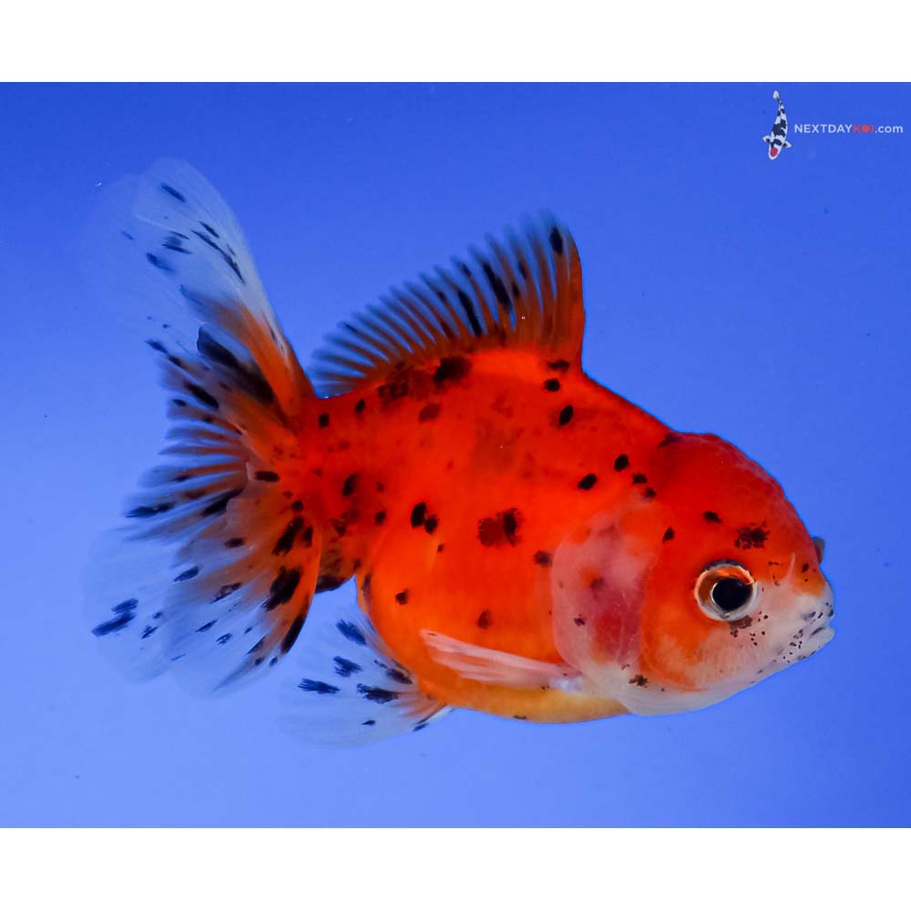 3.5” Imported Calico Oranda