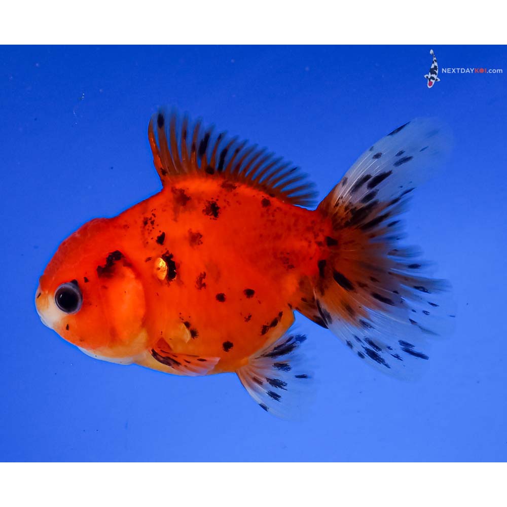 3.5” Imported Calico Oranda