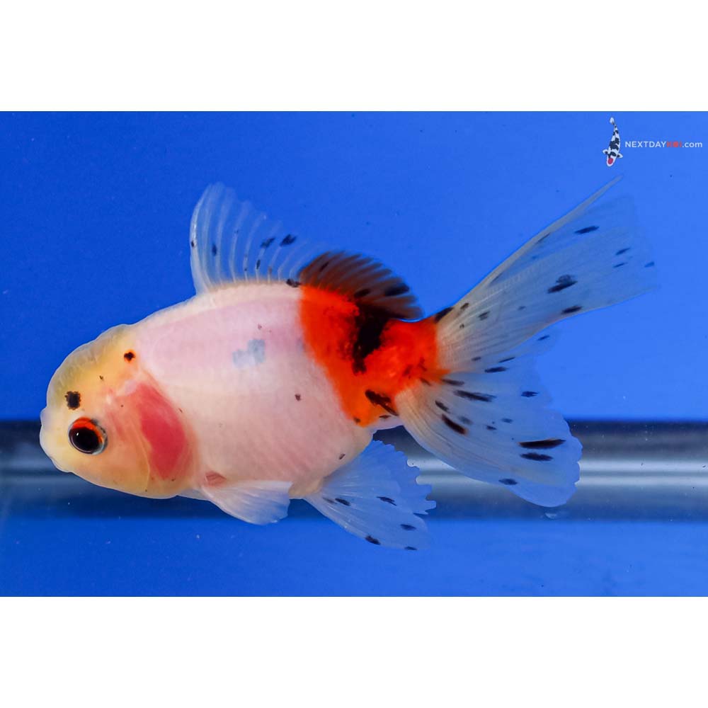 4” Imported Calico Oranda